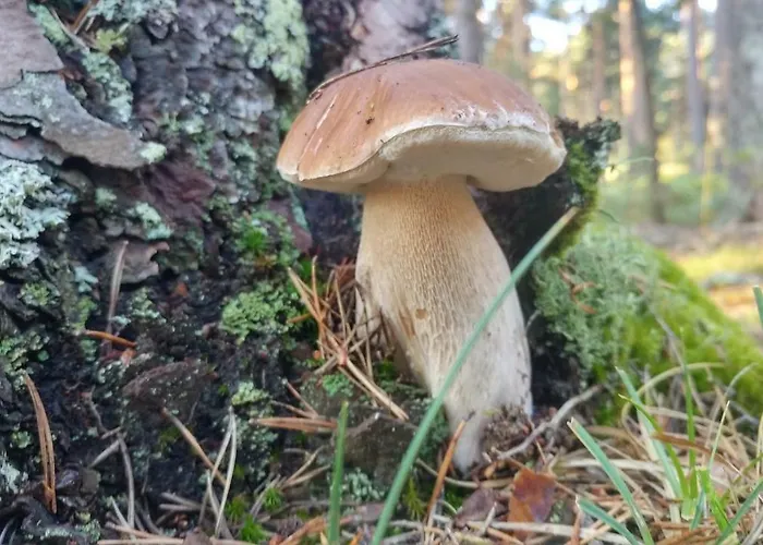 El Mirador De Molinos 몰리노스 데 두에로